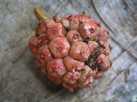 Buah Honje,Rahasia Bumbu Pindang Gunung Khas Pangandaran