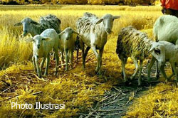 Gembala Kambing Pakai Peluit