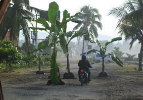 Jalan Pantai Timur Kembali Ditanami Pisang