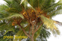 Kelapa Bercabang Lima Dipercaya Bawa berkah