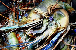 Penangkap Udang Keluhkan Sampah, Sebagian Nelayan Cuti Melaut