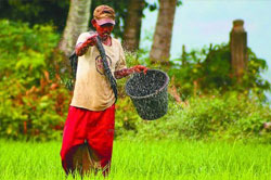 Petani Langkaplancar Kesulitan Pupuk