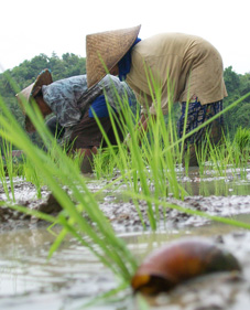 Petani Punguti Keong