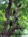 Flora dan Fauna TWA Pangandaran