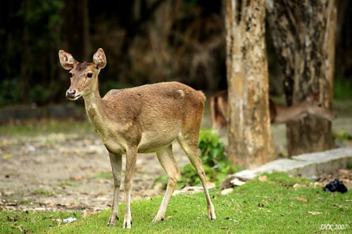 Cagar Alam Pangandaran