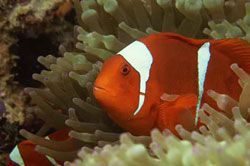 Indahnya Taman Laut Pangandaran