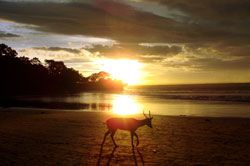 Menikmati Sunset di Pangandaran Bersama Menjangan