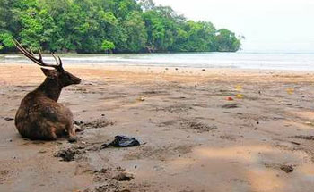 Tenangkan Pikiran Saat Berlibur di Taman Wisata Alam Pananjung