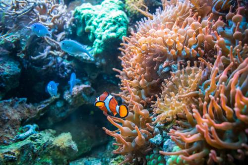10 Manfaat Terumbu Karang untuk Kehidupan Biota Laut dan Manusia