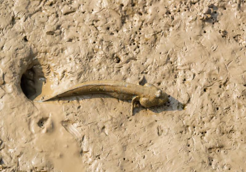 Ikan Lungfish: Makhluk yang Dapat Bertahan Hidup Tanpa Air Selama 4 Tahun
