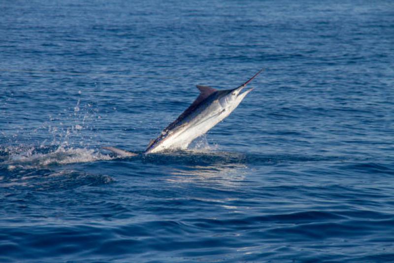 Ikan Marlin: Ahli Renang Cepat dari Lautan Indonesia