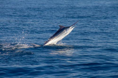 Ikan Marlin: Ahli Renang Cepat dari Lautan Indonesia