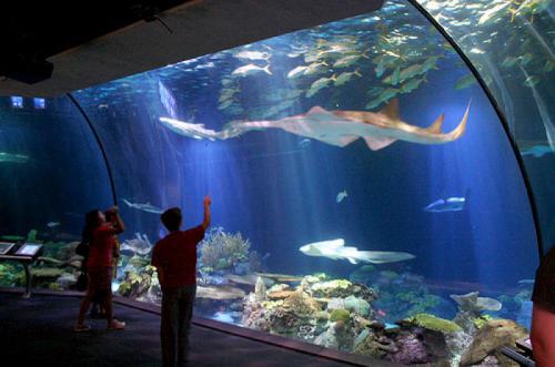 Liburan Sambil Edukasi di Aquarium Indonesia Pangandaran, Anak-Anak Pasti Suka Nih Parents!