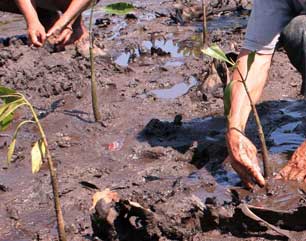 Aksi Tanam 250 Pohon Mangrove