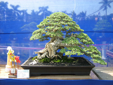 Pesona Bonsai Basisir