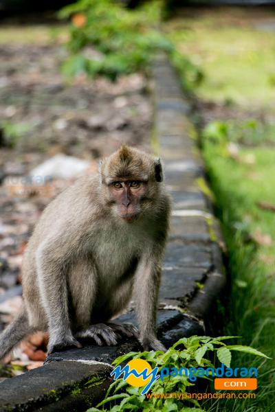 Tingkah Lucu Penghuni Taman Wisata Alam Pangandaran