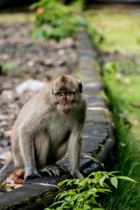 Tingkah Lucu Penghuni Taman Wisata Alam Pangandaran