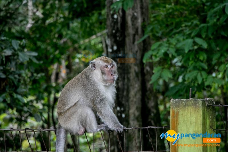 Tingkah Lucu Penghuni Taman Wisata Alam Pangandaran