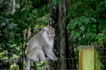 Tingkah Lucu Penghuni Taman Wisata Alam Pangandaran