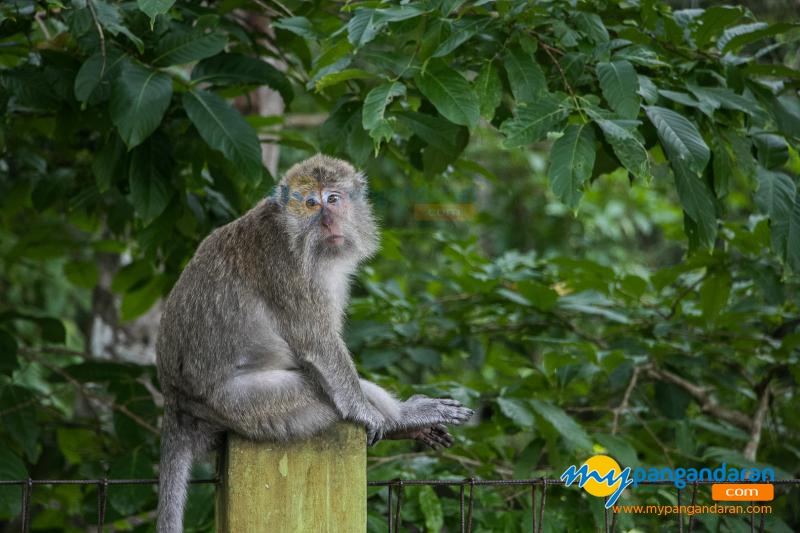 Tingkah Lucu Penghuni Taman Wisata Alam Pangandaran