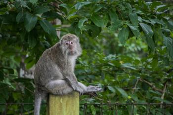 Tingkah Lucu Penghuni Taman Wisata Alam Pangandaran