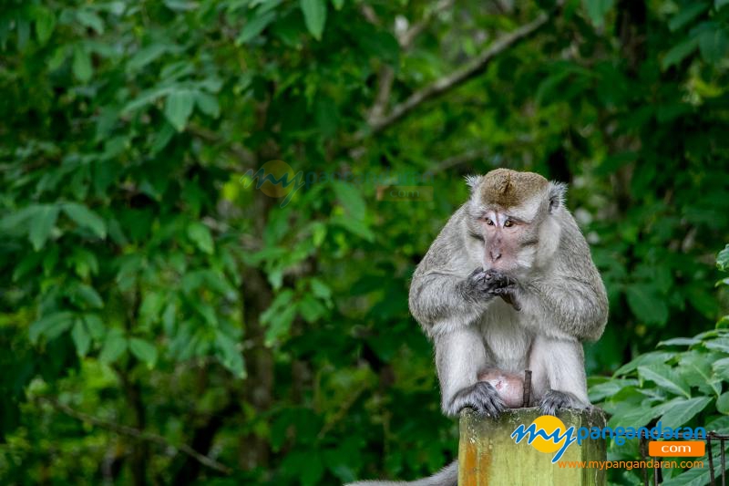 Tingkah Lucu Penghuni Taman Wisata Alam Pangandaran