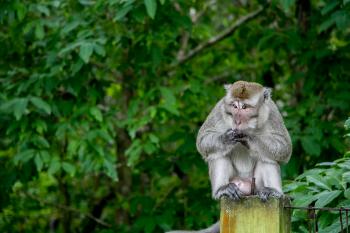 Tingkah Lucu Penghuni Taman Wisata Alam Pangandaran