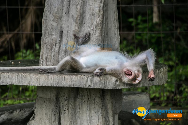 Tingkah Lucu Penghuni Taman Wisata Alam Pangandaran