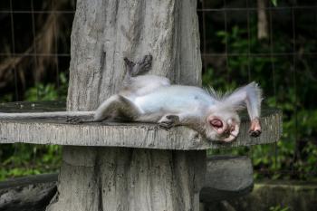 Tingkah Lucu Penghuni Taman Wisata Alam Pangandaran