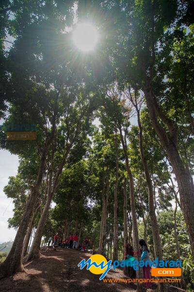 Yang Viral Bukit Panenjoan di Pangandaran