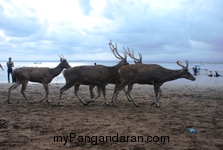 Menikmati Senja Pantai Pangandaran Bersama Menjangan