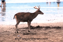 Menikmati Senja Pantai Pangandaran Bersama Menjangan