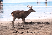 Menikmati Senja Pantai Pangandaran Bersama Menjangan