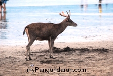 Menikmati Senja Pantai Pangandaran Bersama Menjangan