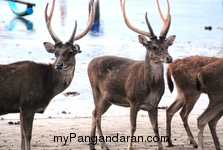 Menikmati Senja Pantai Pangandaran Bersama Menjangan