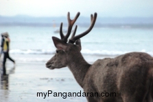 Menikmati Senja Pantai Pangandaran Bersama Menjangan