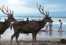 Menikmati Senja Pantai Pangandaran Bersama Menjangan