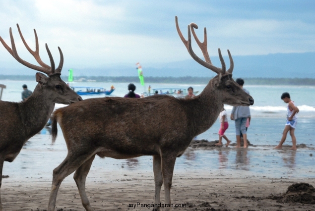 Menikmati Senja Pantai Pangandaran Bersama Menjangan