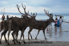 Menikmati Senja Pantai Pangandaran Bersama Menjangan