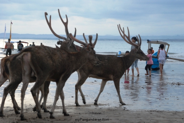 Menikmati Senja Pantai Pangandaran Bersama Menjangan