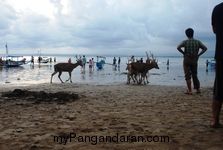 Menikmati Senja Pantai Pangandaran Bersama Menjangan