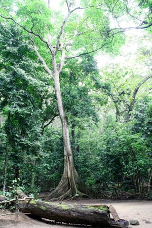 Dikala Mereka Meliput Pangandaran