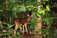 Dikala Mereka Meliput Pangandaran