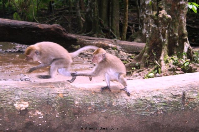 Dikala Mereka Meliput Pangandaran