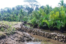 Melihat Bakul Udang di Sungai Cikidang
