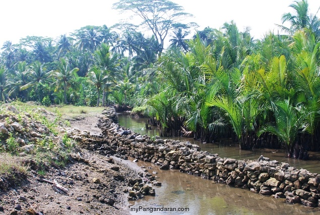 Melihat Bakul Udang di Sungai Cikidang