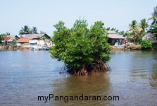 Melihat Bakul Udang di Sungai Cikidang