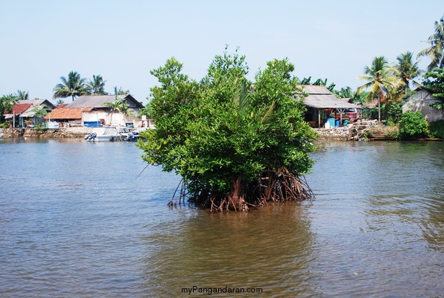 Melihat Bakul Udang di Sungai Cikidang