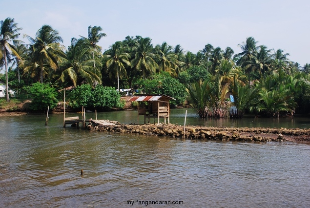 Melihat Bakul Udang di Sungai Cikidang