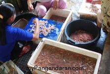 Melihat Bakul Udang di Sungai Cikidang